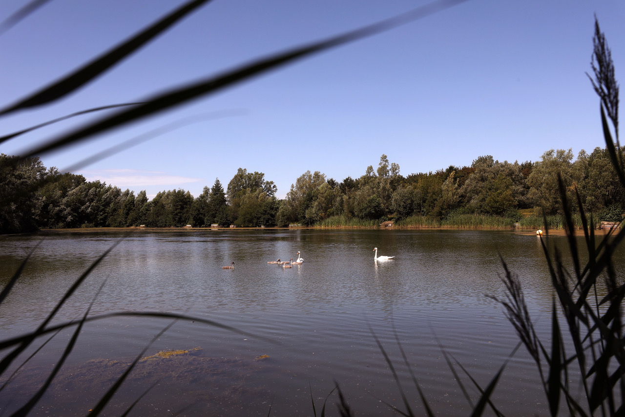 View across the lake with blue sky and a family of swans